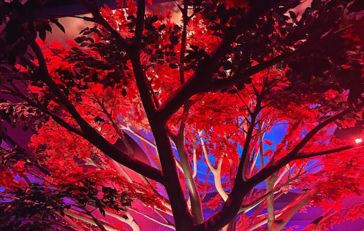 Image of a tree with red leaves